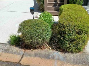 Bush Trimming by Tyry Crawford for Elisa G. in Decatur, GA