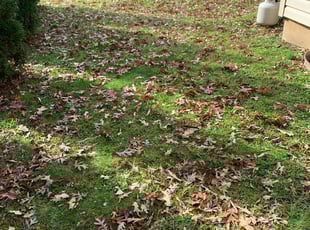 Leaf Removal by Nick Fritchman for Kerrey L. in Pitman, NJ