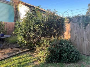 Bush Trimming by Juan Manson for Ally S. in New Orleans, LA