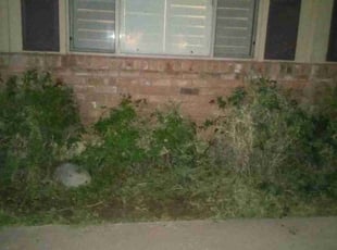 Bush Trimming by Julia Laurean for Ashley S. in Phoenix, AZ