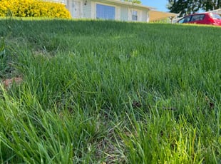 Michelle L.'s Lawn Mowing Service service result