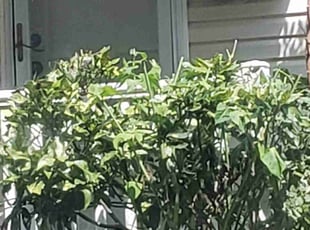 Bush Trimming by Jason Young for Rainey S. in Benton, AR