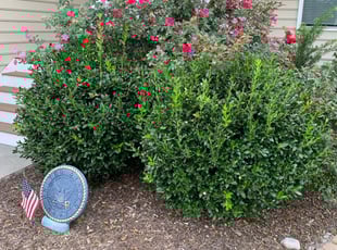 Bush Trimming by Justin Knight for Robert K. in Chesapeake, VA