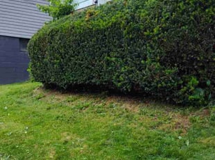 Bush Trimming by Bob Gilbert for cheryl a. in McDonald, PA