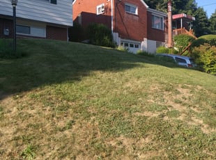 Bush Trimming by Athena Ford for Luke W. in Pittsburgh, PA