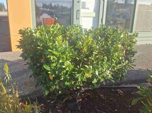Bush Trimming by Robert Martin for Denh S. in Everett, WA