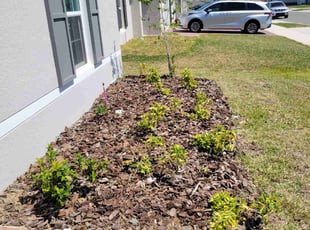Weeding by Carlos Martinez for Brian H. in Haines City, FL