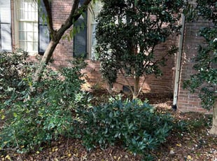 Bush Trimming by Latonya Talley for Chris R. in Atlanta, GA