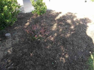 Weeding by Angela Truncellito for Kim B. in Weatherford, TX