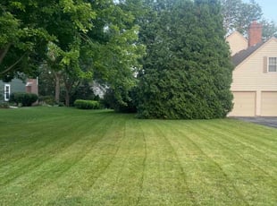 Victoria S.'s Grass Cutting service result