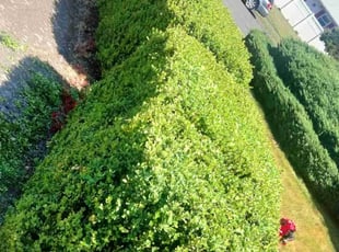 Rena M.'s Bush Trimming service result