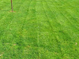 Patti P.'s Lawn Mowing service result