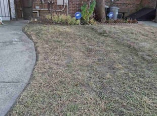 Leaf Removal by Dawud Stewart for Charlene H. in Queens, NY