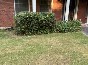 Bush Trimming by Jermaine Huguley for Cornelius P. in Atlanta, GA