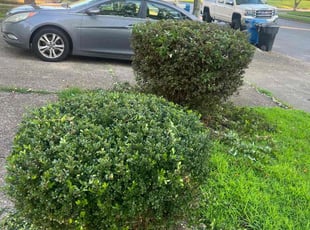 Bush Trimming by Valera Swearngin for Michele H. in Virginia Beach, VA