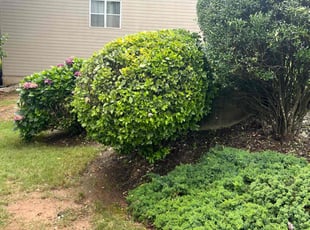 Kathryn E.'s Bush Trimming service result