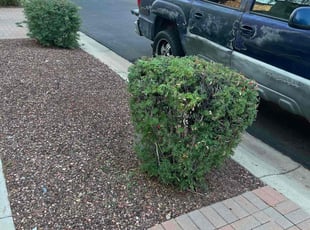Bush Trimming by Aaron Flores for William V. in Phoenix, AZ