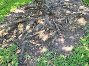 Weeding by Gladis Carcamo for Adrian A. in Richmond, TX
