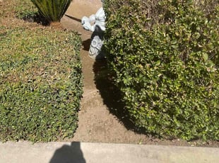 Bush Trimming by Guillermo Rodriguez for ALge M. in Bakersfield, CA