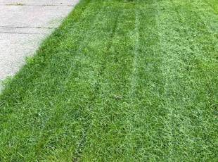 Justine S.'s Yard Cutting service result