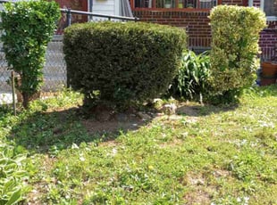 Bush Trimming by Matt Brady for Constance . in Philadelphia, PA