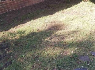 Weeding by Michael Miller for Donna H. in Jonesborough, TN