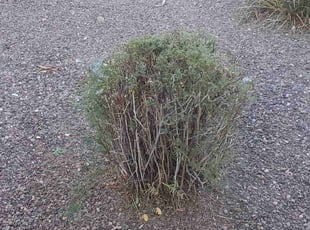 Shea E.'s Leaf Removal service result