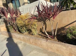 Bush Trimming by George Islas for Ruben V. in Huntington Beach, CA