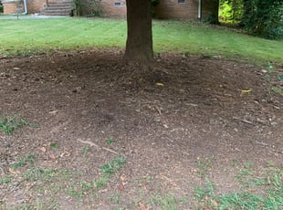Leaf Removal by Dan Wintering for Chris H. in Charlotte, NC