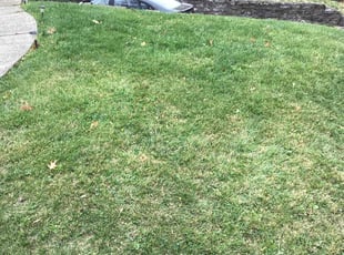 Leaf Removal by Eric Vaske for William S. in Cincinnati, OH