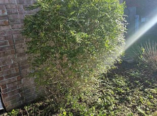 Bush Trimming by Tamarcus Jones for Nicole C. in Arlington, TN