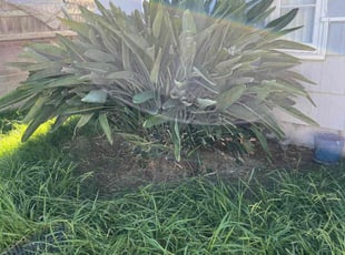 Bush Trimming by Keith Dalke for Sylvia S. in San Diego, CA