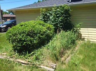 Bush Trimming by Ronnie Anderson for Kimberly H. in Milwaukee, WI