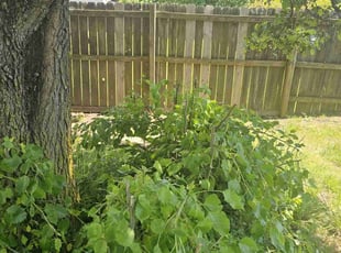 Bush Trimming by moronnie jones for Cynthia A. in Charlotte, NC