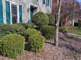 Bush Trimming by Marie Torres for Derrick L. in High Point, NC