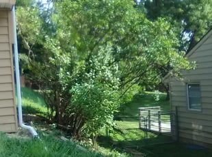 Bush Trimming by James Buchanan for Janette N. in Kansas City, MO