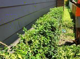 Bush Trimming by Rodney Ogburn for Pamela M. in Norfolk, VA