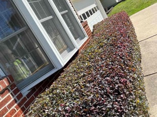 Bush Trimming by Dimas Lopez for Traci R. in Pasadena, MD