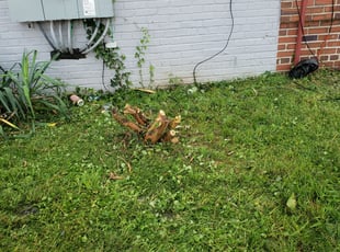 Bush Trimming by Fidel Rodriguez for Mel T. in Washington, DC