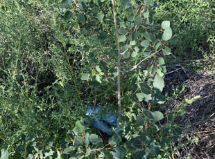 Bush Trimming by Paul Man for Amy T. in Colorado Springs, CO