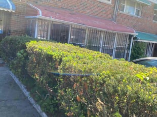 Bush Trimming by Nicholas Testerman for Ashley B. in The Bronx, NY