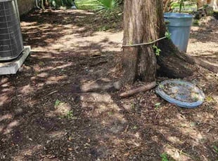 Janet F.'s Leaf Removal service result