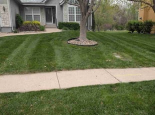 Jasen B.'s Lawn Maintenance service result