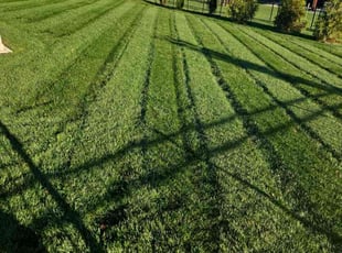 Lisa H.'s Lawn Service service result
