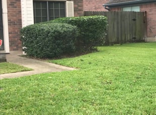 Bush Trimming by Omar MartÃnez for Daniel C. in Houston, TX