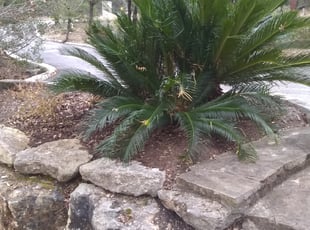 Leaf Removal by Gregory Carter for Jessica M. in Austin, TX