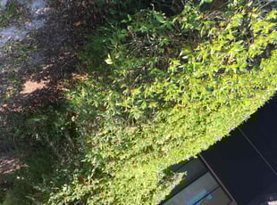 Bush Trimming by Onel Cherilus for Lawrence D. in Orlando, FL
