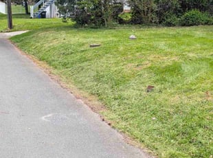 Gene S.'s Grass Cutting service result