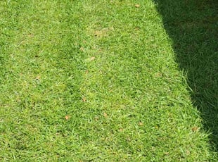 Genesis C.'s Lawn Service service result