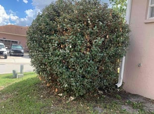 Bush Trimming by Tammy Melendez for Ryan P. in Lakeland, FL